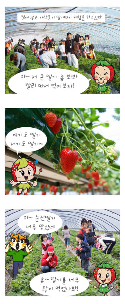 딸기축제만화이미지